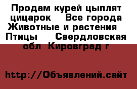 Продам курей цыплят,цицарок. - Все города Животные и растения » Птицы   . Свердловская обл.,Кировград г.